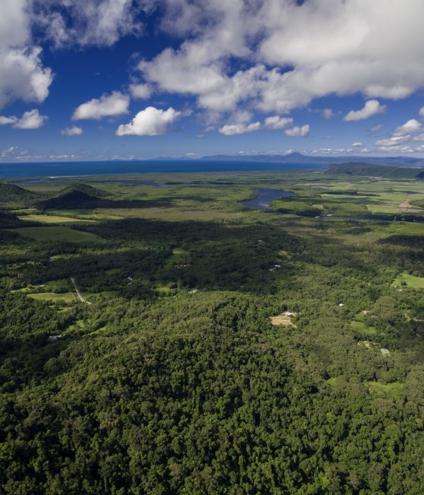 Forest_Creek_Daintree_Rainforest Forest_Creek_Daintree_Rainforest
