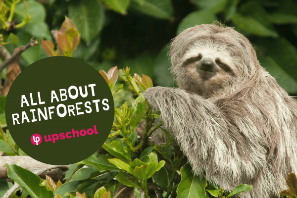 All About Rainforests