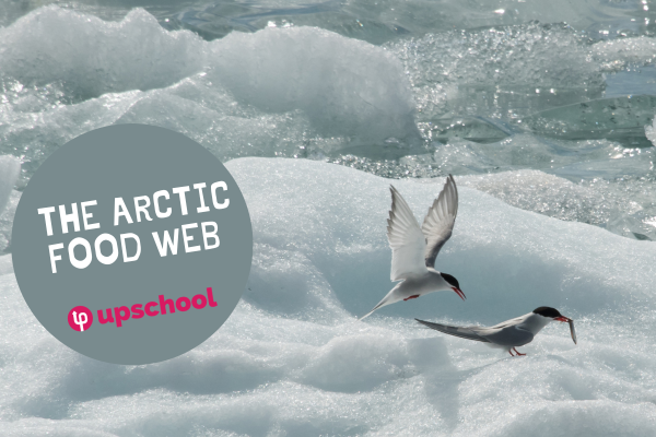 Arctic Food Web