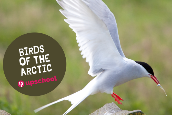 Birds of the Arctic
