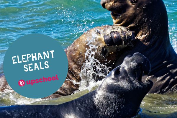Elephant Seals Featured