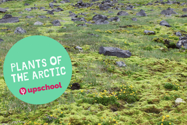 Plants of the Arctic
