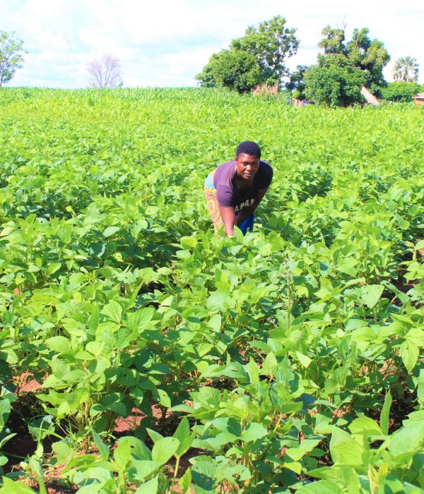 Soya field Soya field