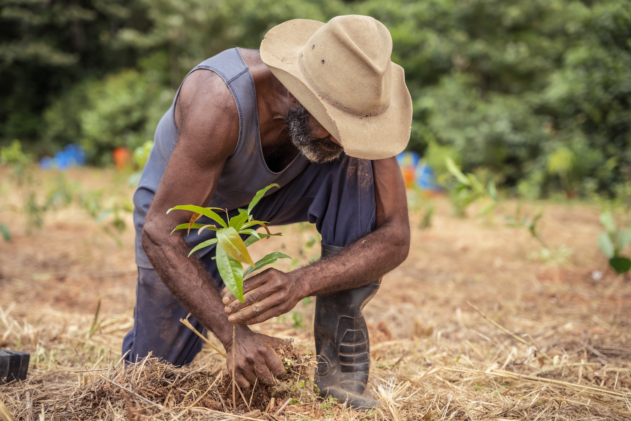 Rainforest Rescue Community Tree Planting