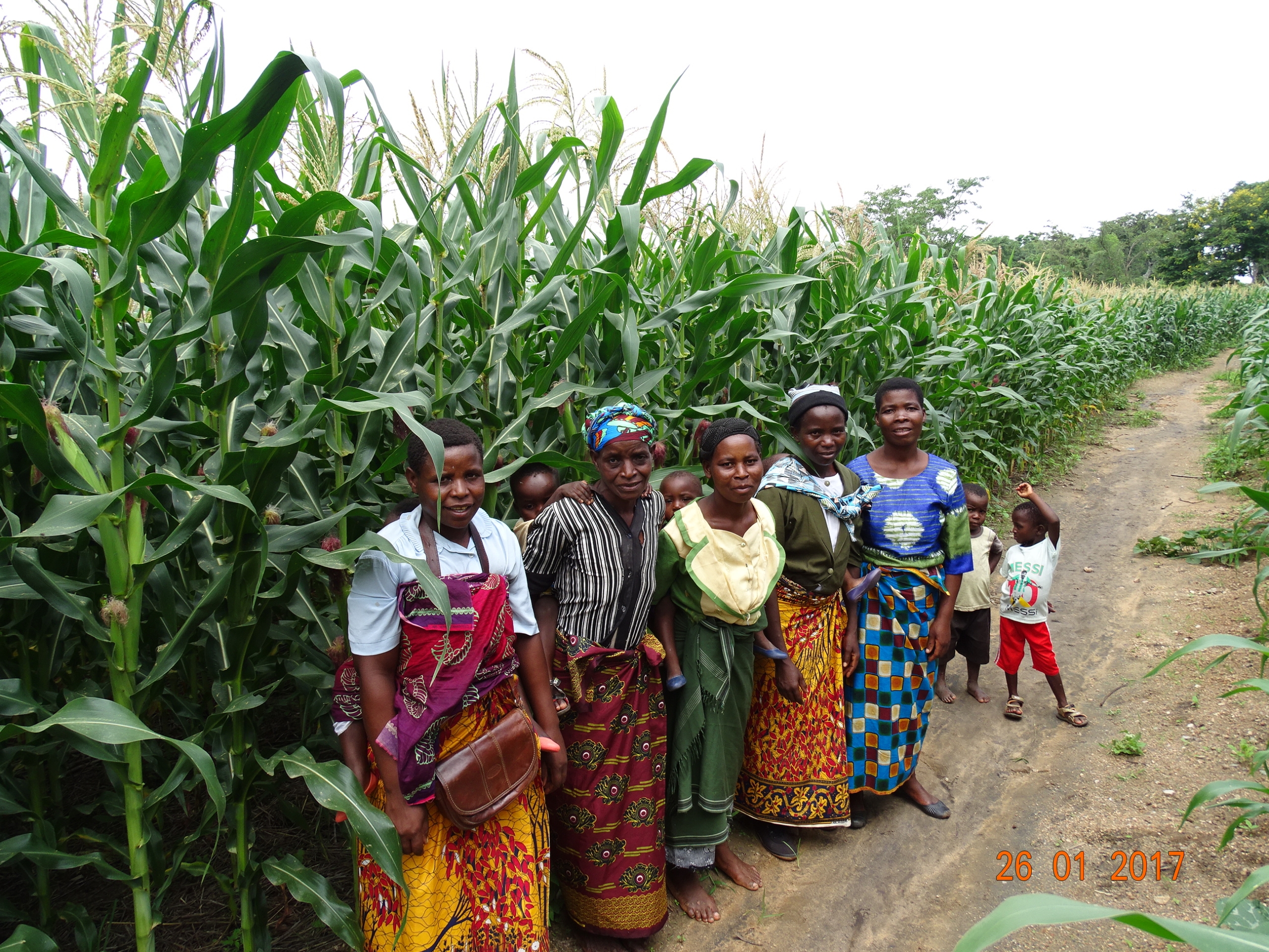 Farming Group by maize field