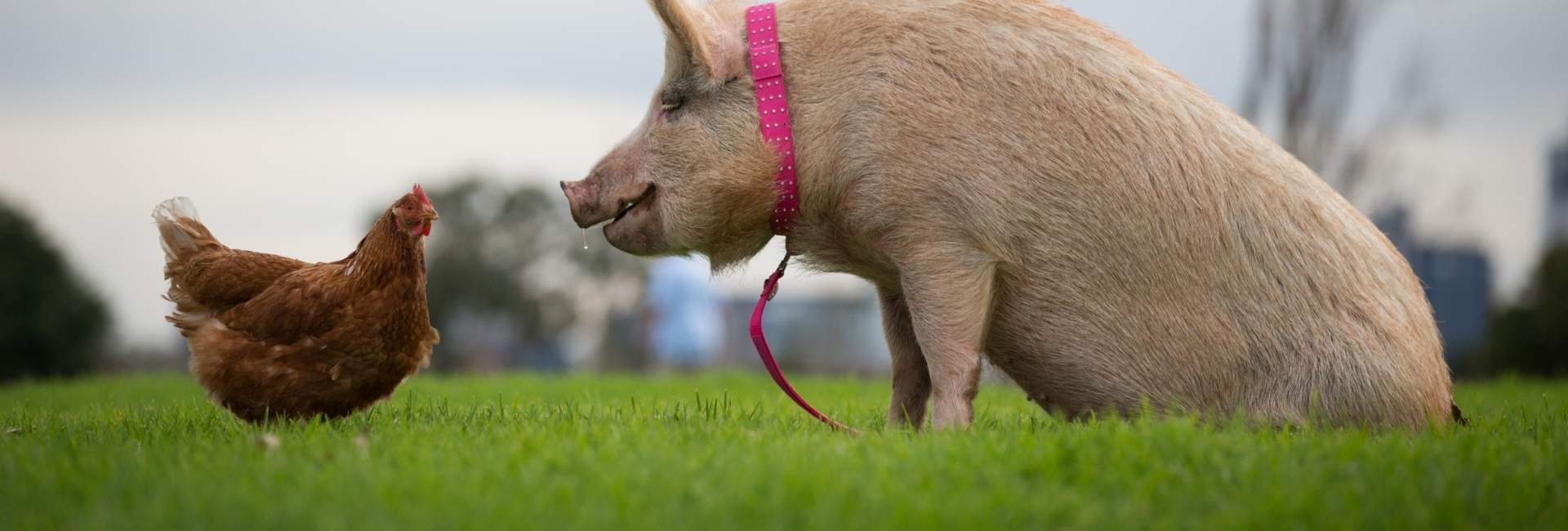 Upschool Charity(20)