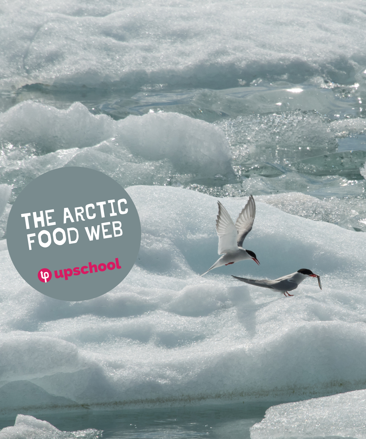 Arctic Food Web