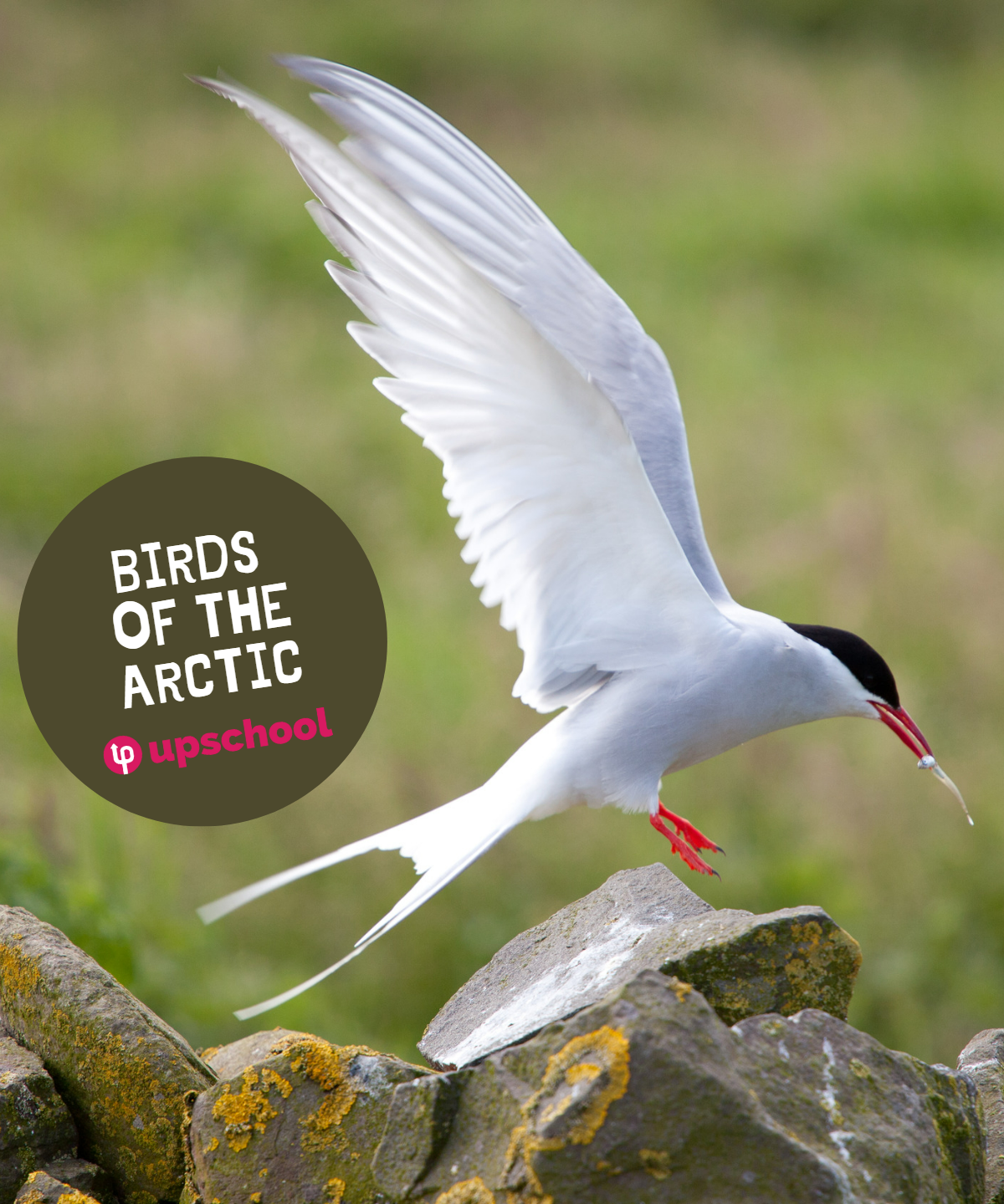 Birds of the Arctic