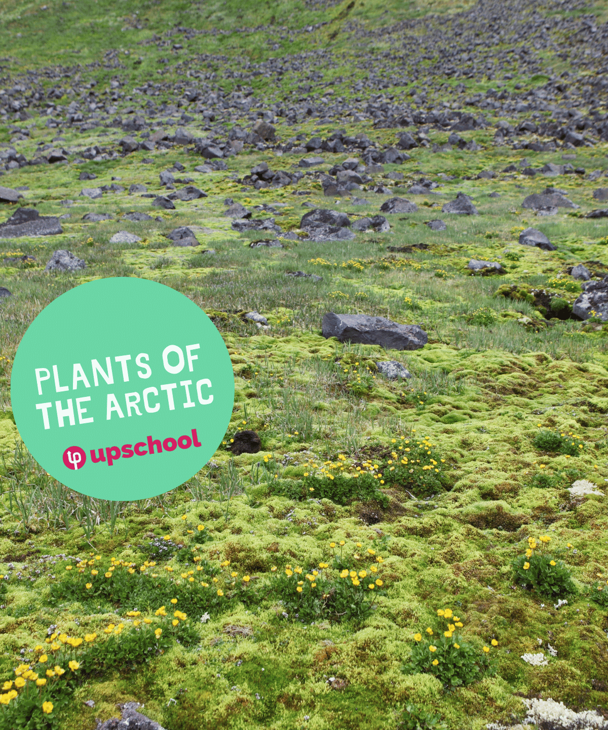 Plants of the Arctic