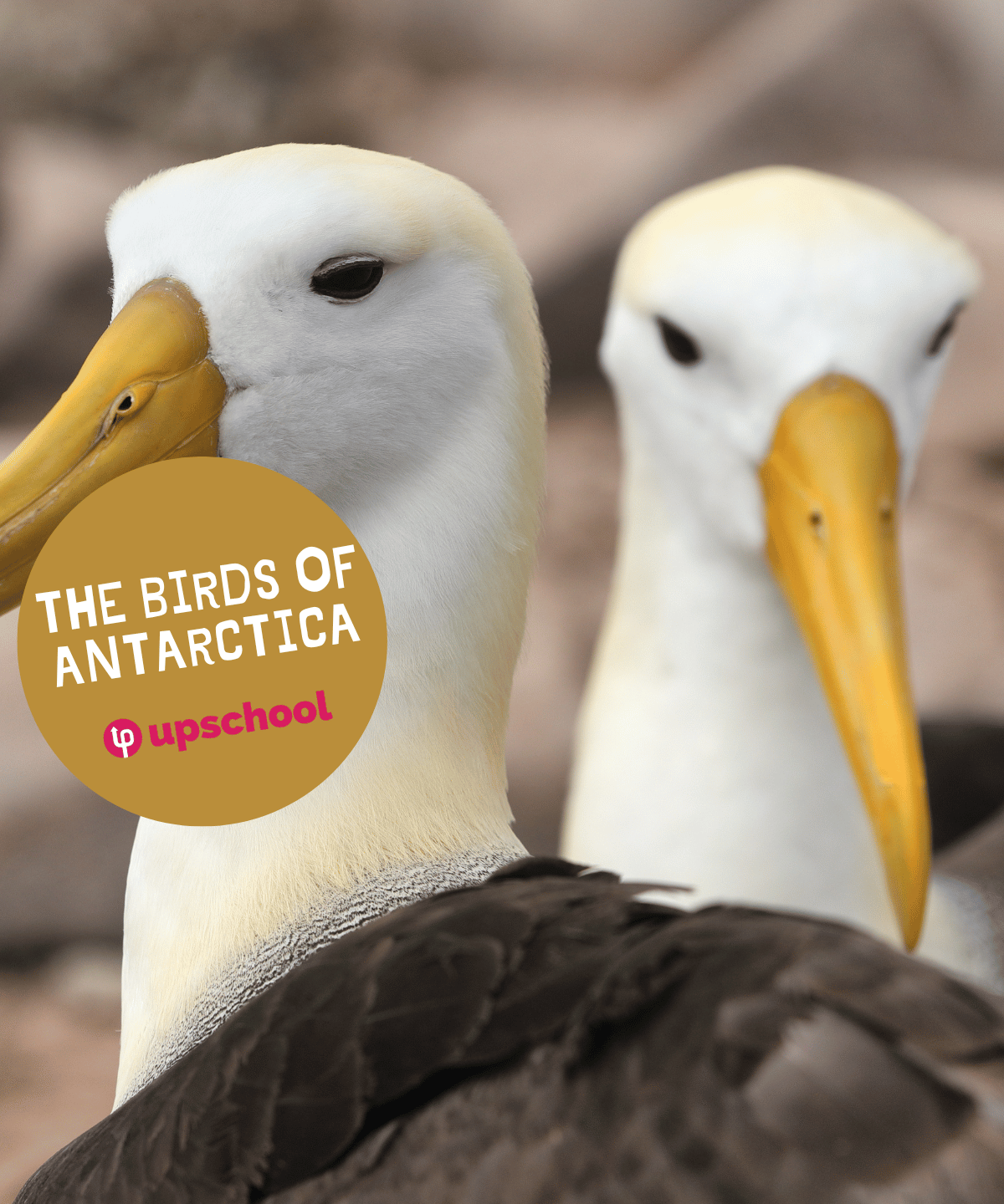 Albatross