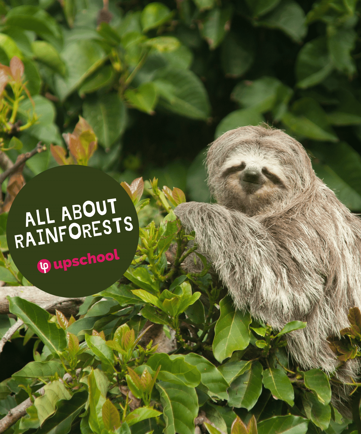 All About Rainforests