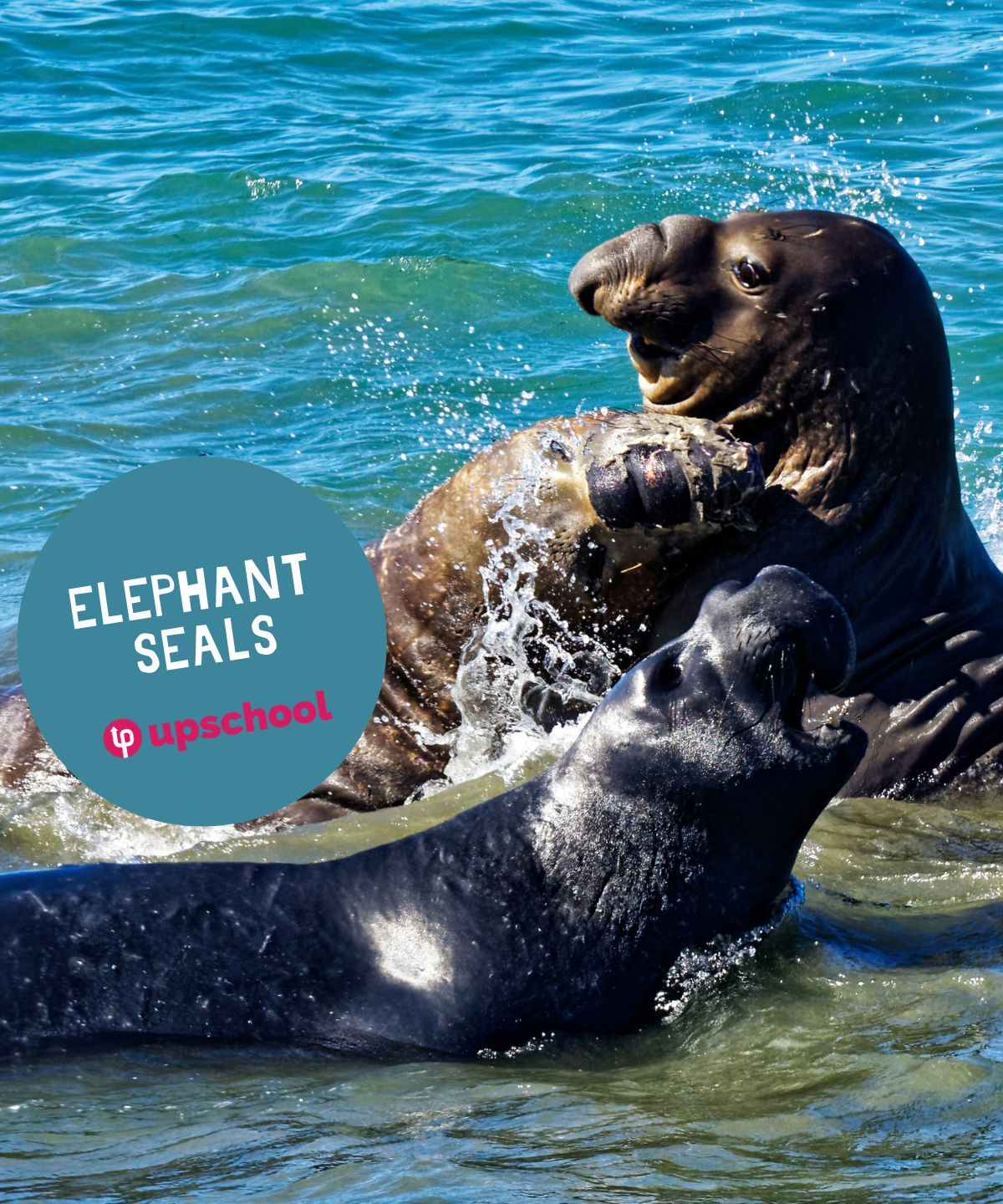 Elephant Seals Featured