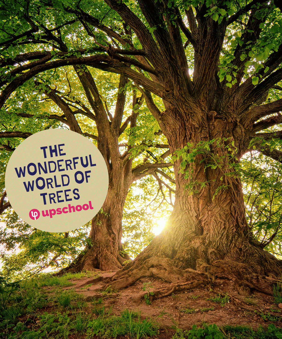Wonderful Trees