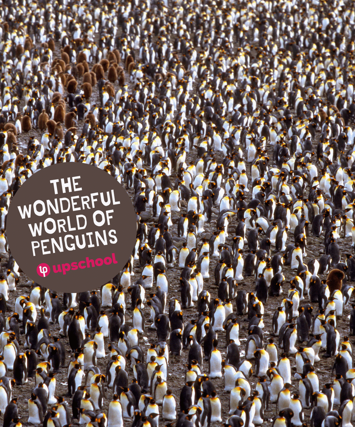 Wonderful world penguins